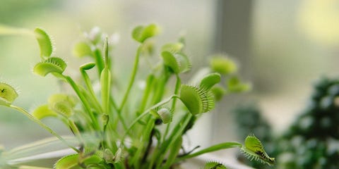 The Best Houseplants To Give As Gifts Rodale S Organic Life