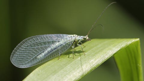 lacewing