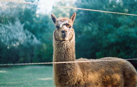 Lama behind fence