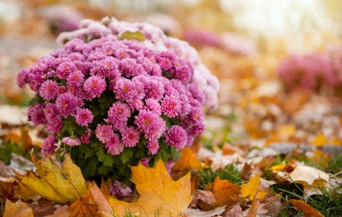 mums in the fall