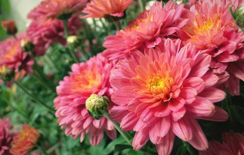 How To Grow Mums As Perennials Planting Mums In The Fall