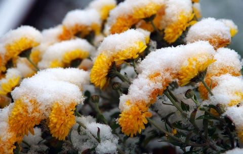 mums in winter