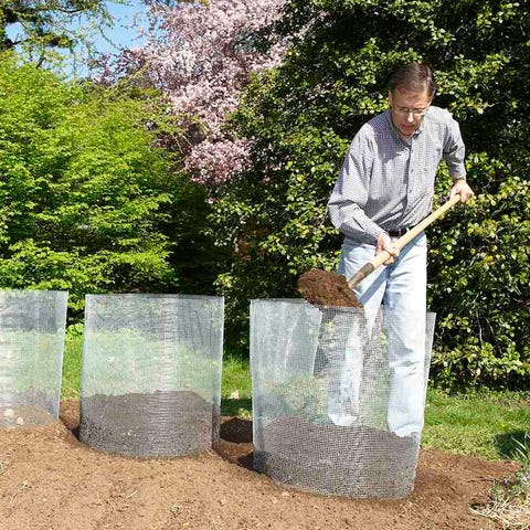 man planting potatoes in a wire cylinder