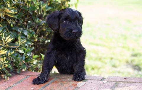 how to dog proof your backyard rodale s organic life