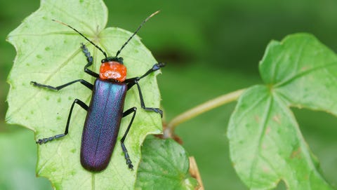 coccinelle soldat