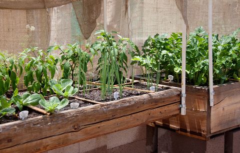The Pros And Cons Of Square Foot Gardening What Is Square Foot