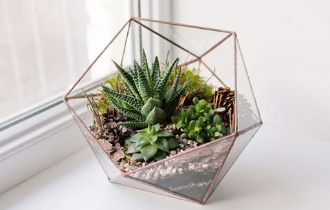 5 Mistakes You Re Making With Your Succulents Growing Succulents In Terrarium