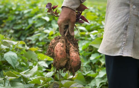 How To Grow Sweet Potatoes In Your Backyard Planting And Harvesting Sweet Potatoes