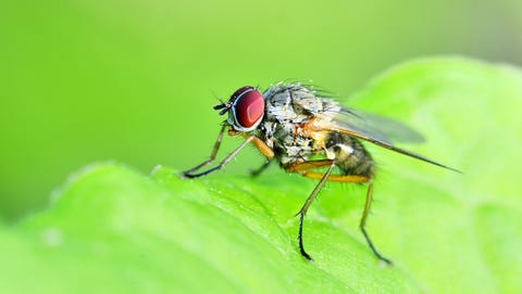 Mosca taquínida