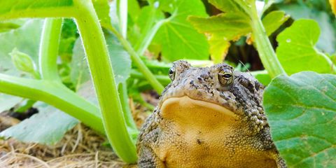 toad in the garden