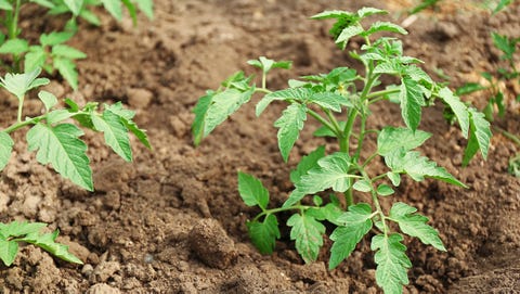 secrets to growing plump tomatoes rodale s organic life