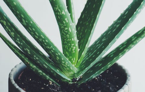 aloe plant