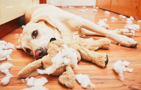 dog destroying toy