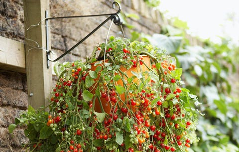 7 Fruits And Vegetables You Can Grow In Hanging Baskets Rodale S Cherry Tomatoes In A Hanging Basket