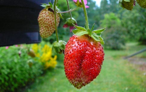 7 Fruits And Vegetables You Can Grow In Hanging Baskets Rodale S Strawberries Growing In Hanging Basket