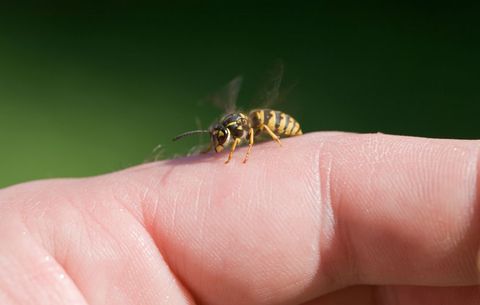 wasp on finger
