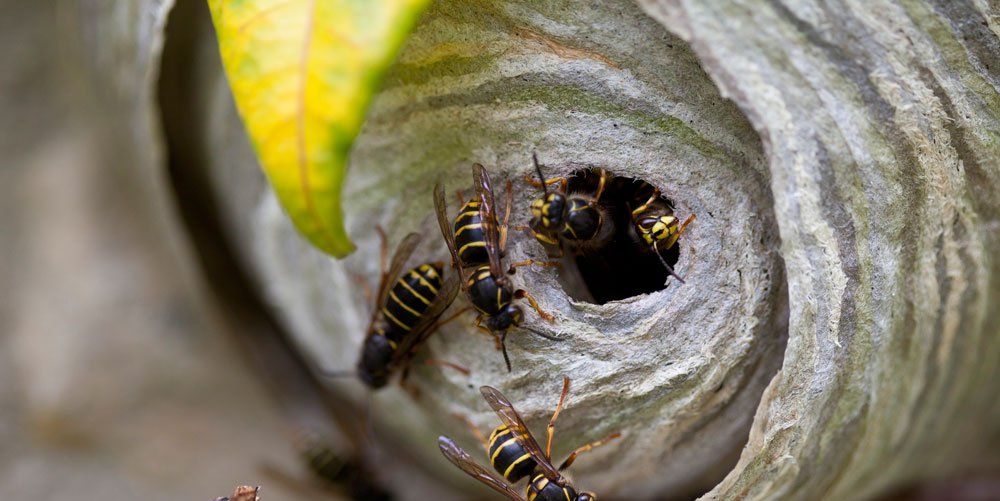 How to Get Rid of a Wasps Nest How to Kill and Wasps