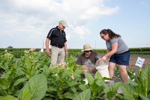 scientists study engineered plants illinois