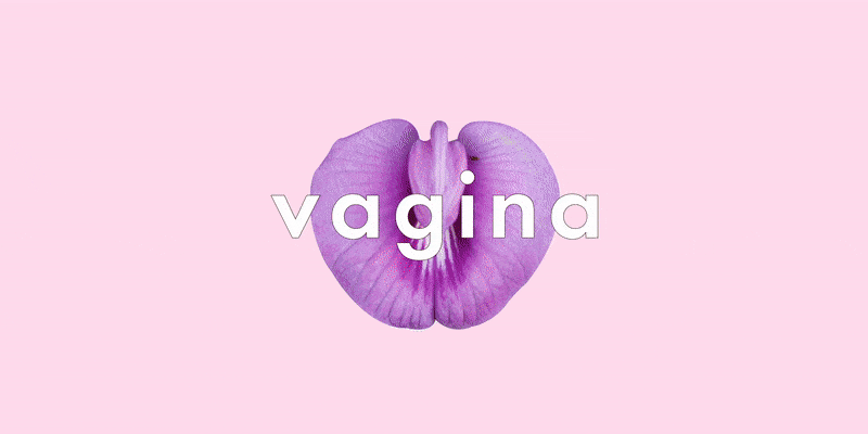 Words for vagina: the ultimate vagina slang guide