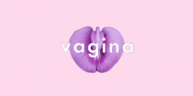 a definitive ranking of all the weird words for your vagina