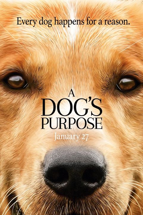 Golden Smart Dog Xxx Video - 20 Best Dog Movies - Top Pet Movies of All Time