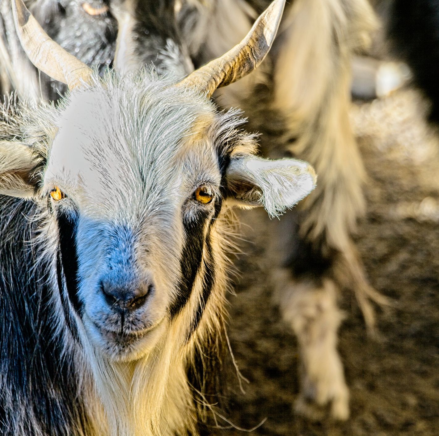 Welp, Scientists Have Cloned Tibetan Goats for the First Time
