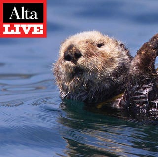 Alta Live: Trouble for California’s Kelp alta live trouble for california’s kelp