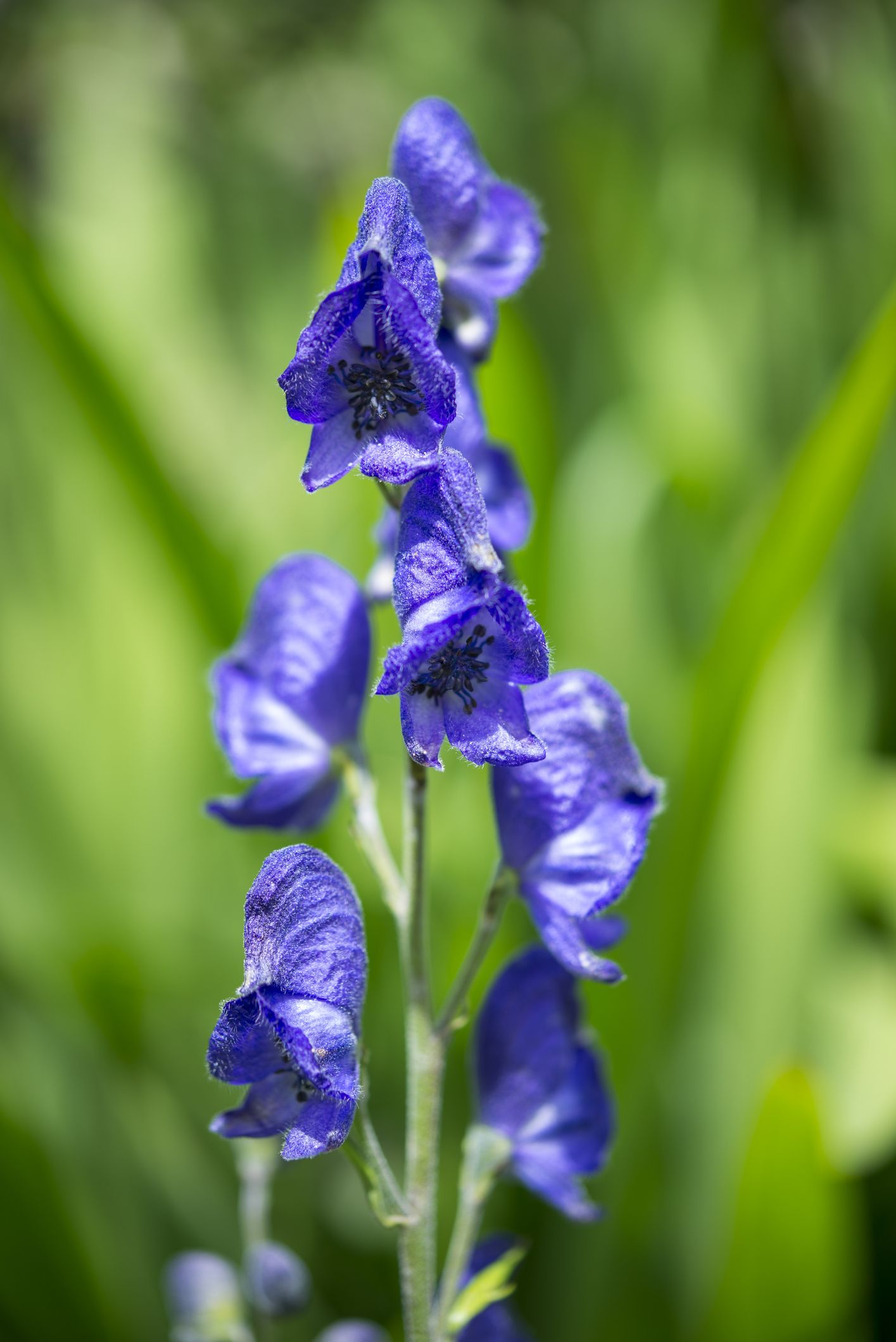 25 Best Shade Perennials Perennial Flowers For Shade