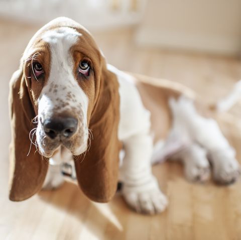 adorable basset hound puppy sits with cute expression in pretty light