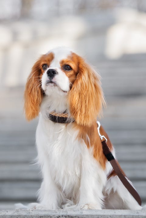 cavalier king charles spaniel