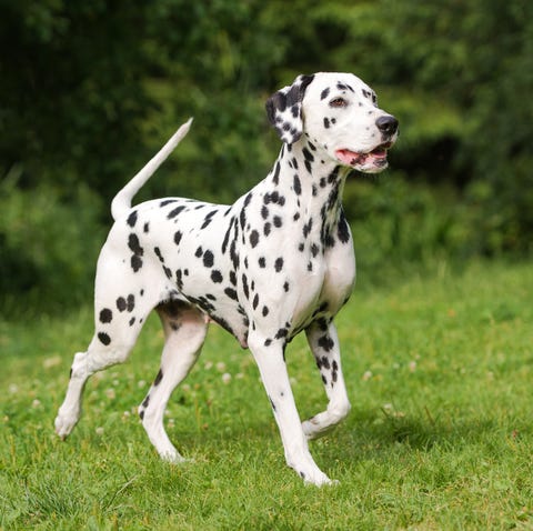 dalmatian goodhousekeeping dlmata