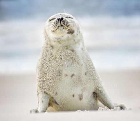 adorable harp seal breathing in the salt air at jones beach, long island