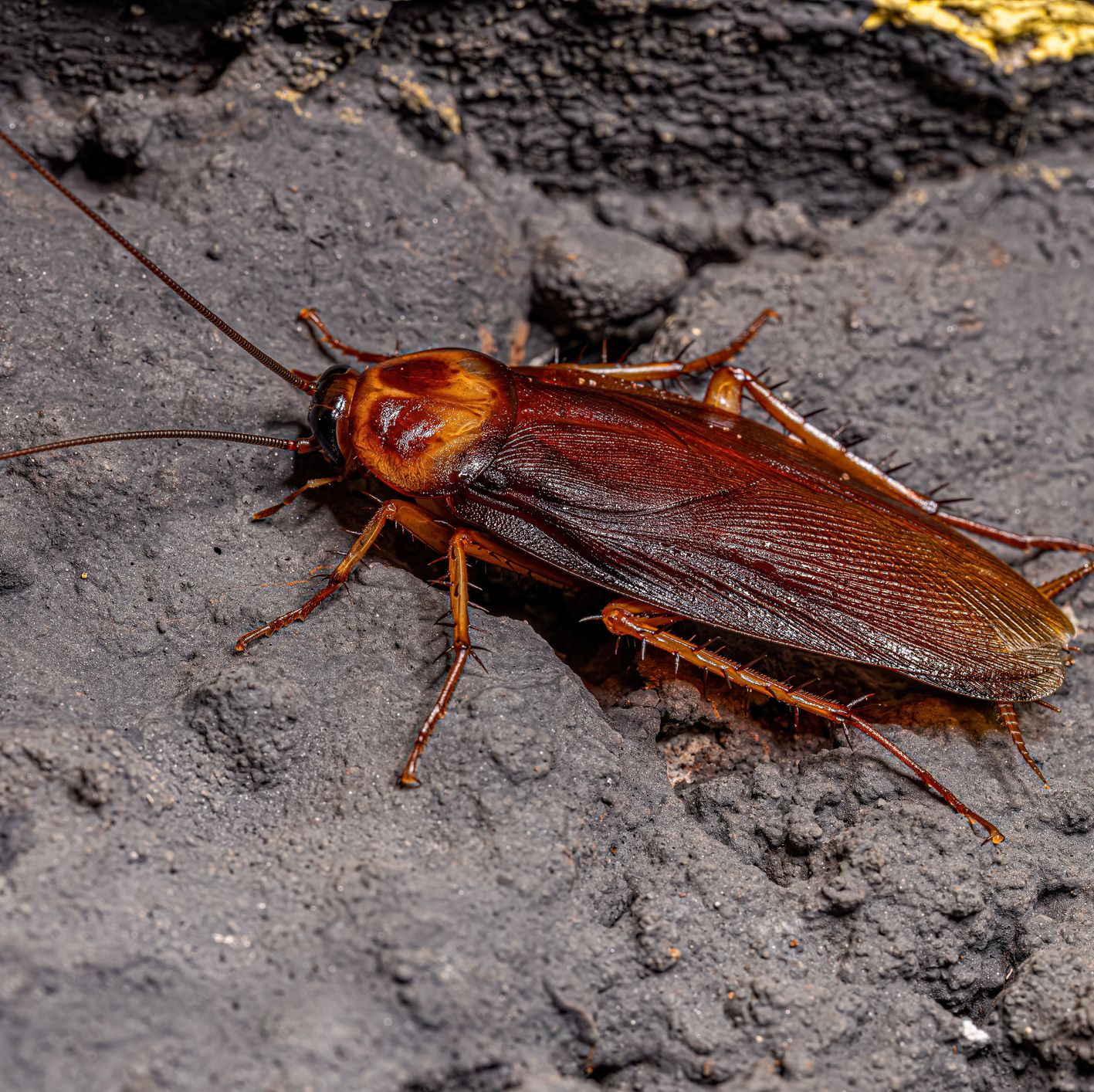 How Severed Cockroach Legs Could Help Us 'Fully Rebuild' Human Bodies