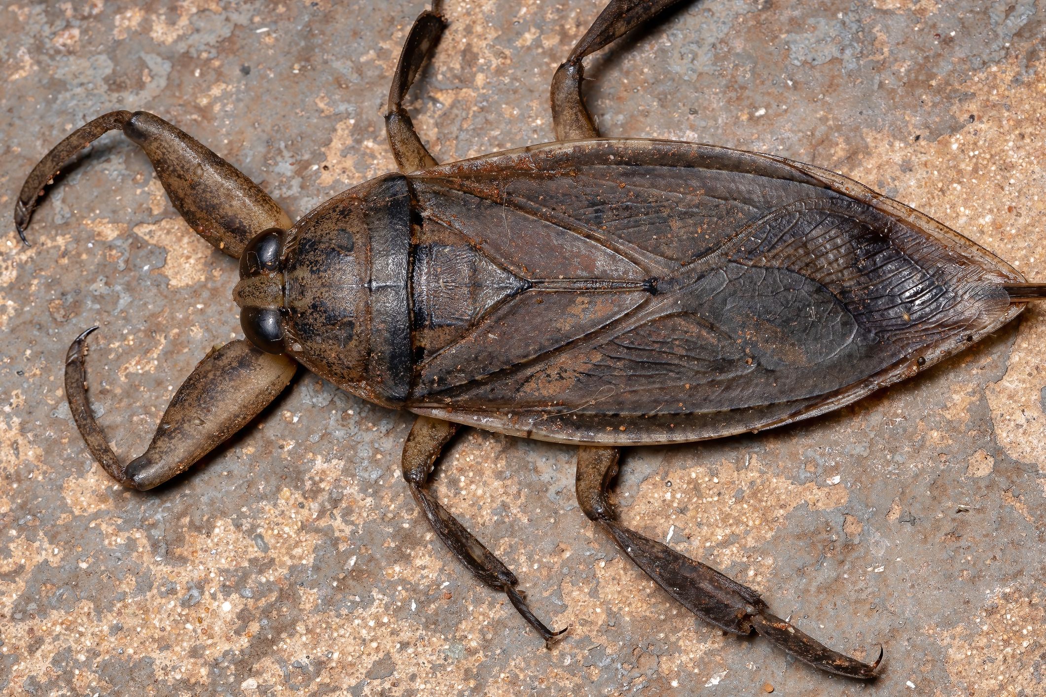 adult giant water bug royalty free image 1626113342