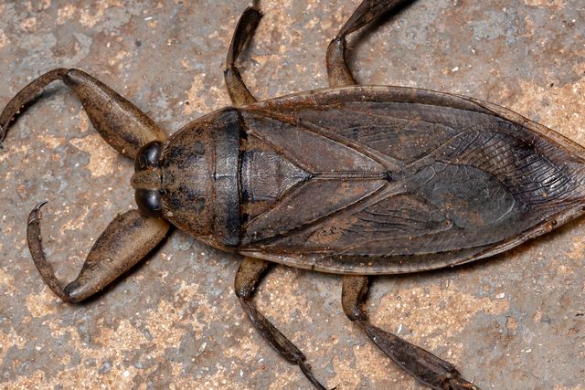 adult giant water bug royalty free image