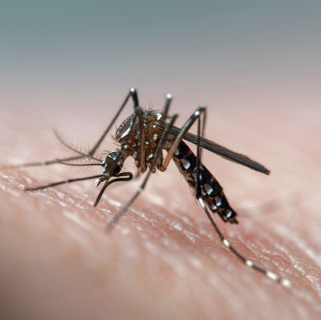 Aedes aegypti (dengue, zika, yellow fever mosquito) biting human skin, frontal view