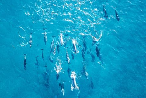 aerial view of a large pod of dolphins swimming in blue water