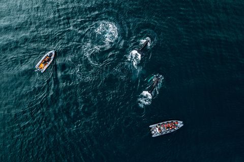 aerial view of killer whale swimming by boats in sea