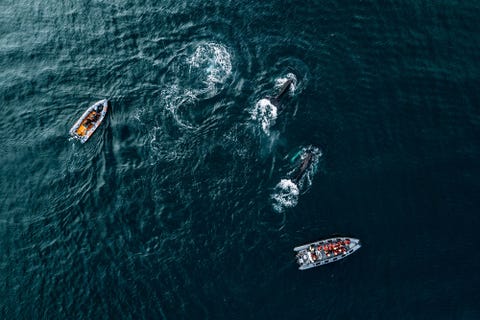 10 Extreme Survival Stories | Tales of Wilderness Survival aerial view of killer whale swimming by boats in sea