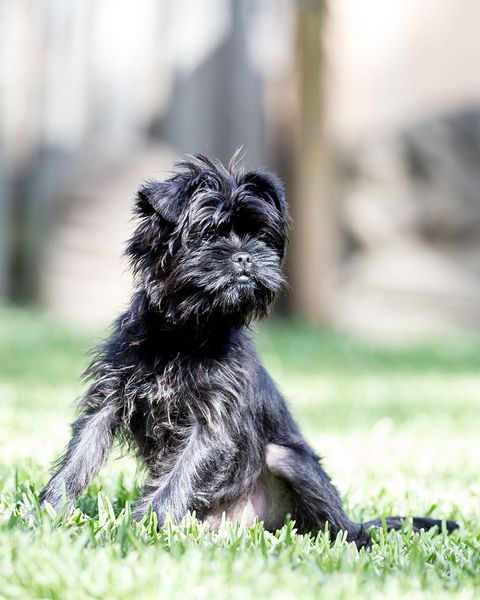 affenpinscher perro pequeño negro
