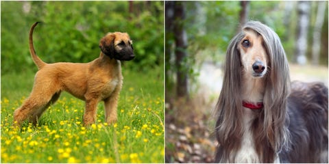 Dog Breeds That Look Different As Puppies Dog Breeds That Look Different As Puppies