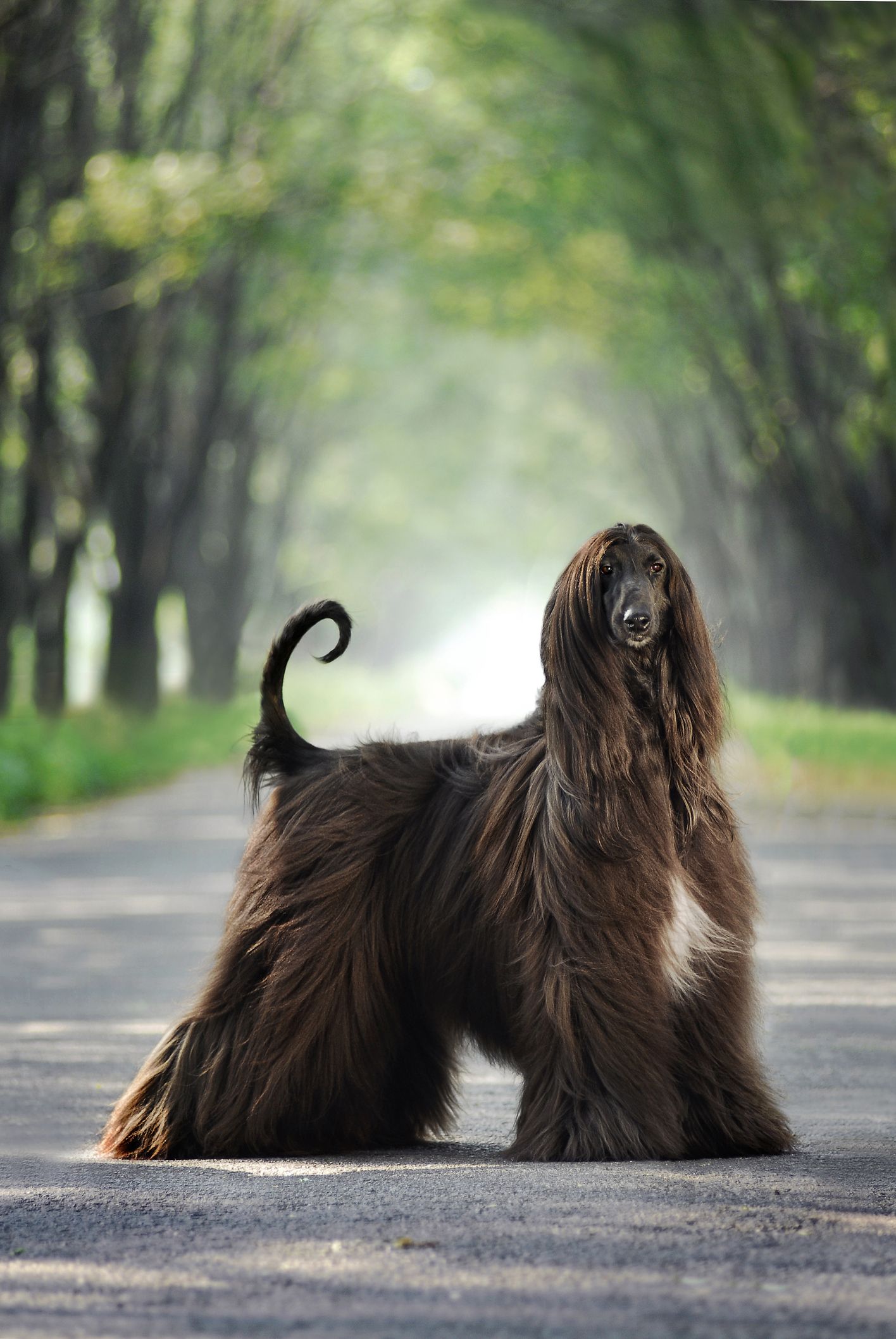 fluffy huge dogs