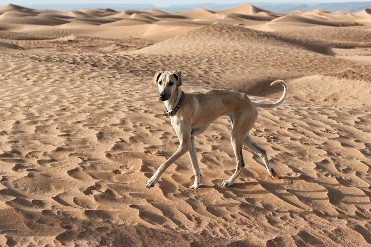 African Dog Breeds Greyhound Saluki Basenji And More