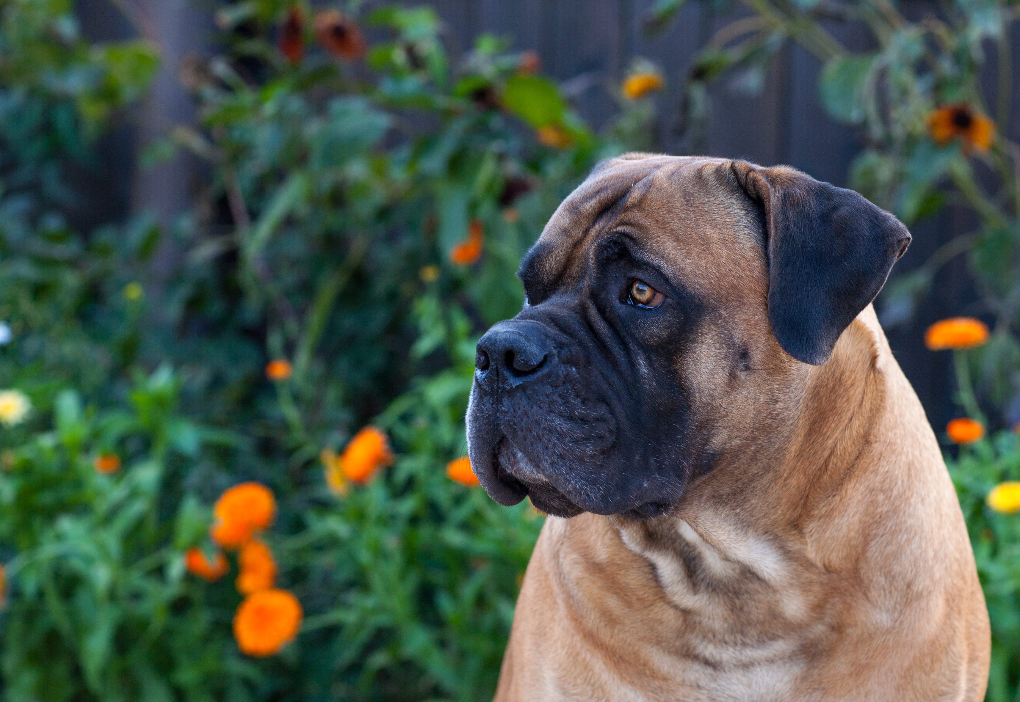 what dogs were bred to hunt lions