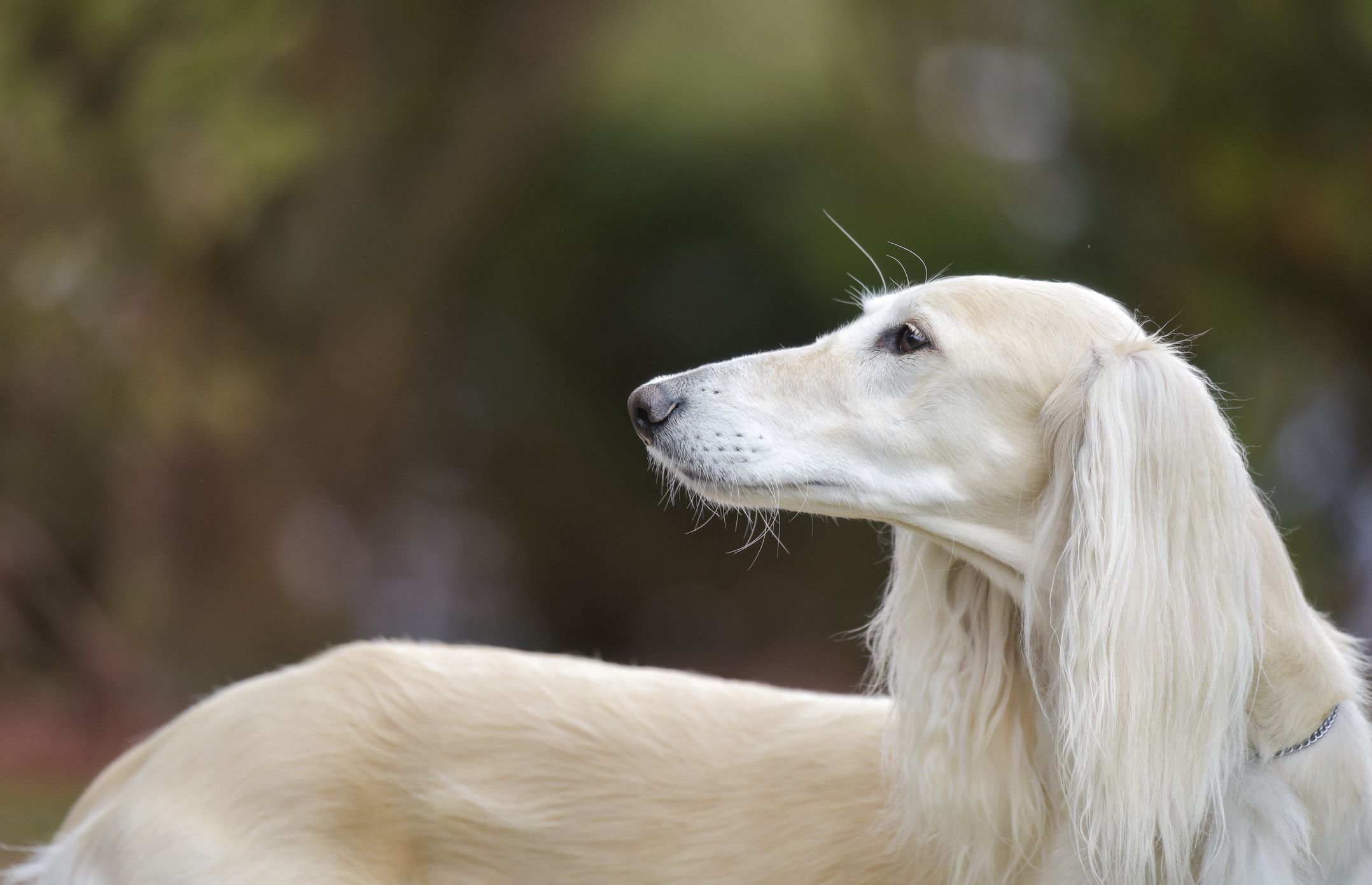 what kind of dog toys does a saluki like