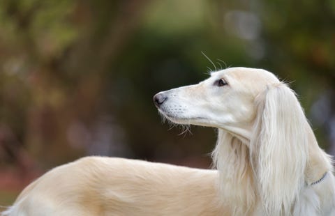 African Dog Breeds: Greyhound, Saluki, Basenji, and More