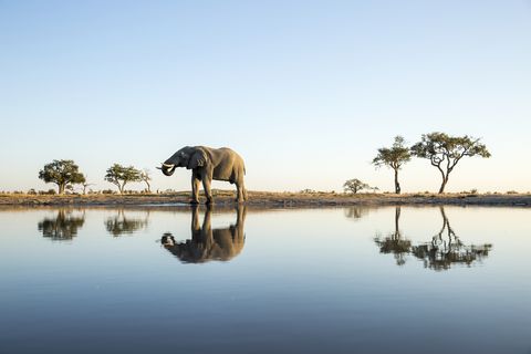 african elephant, chobe national park, botswana