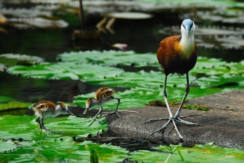 African jacana