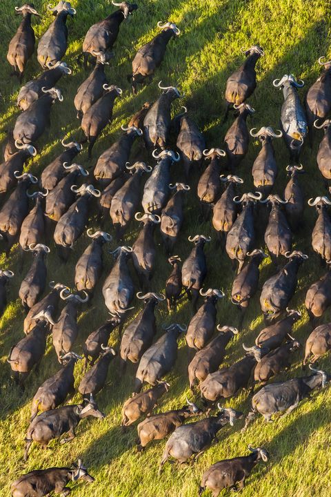 Aerial view of large herd of African Buffalo in lush delta.