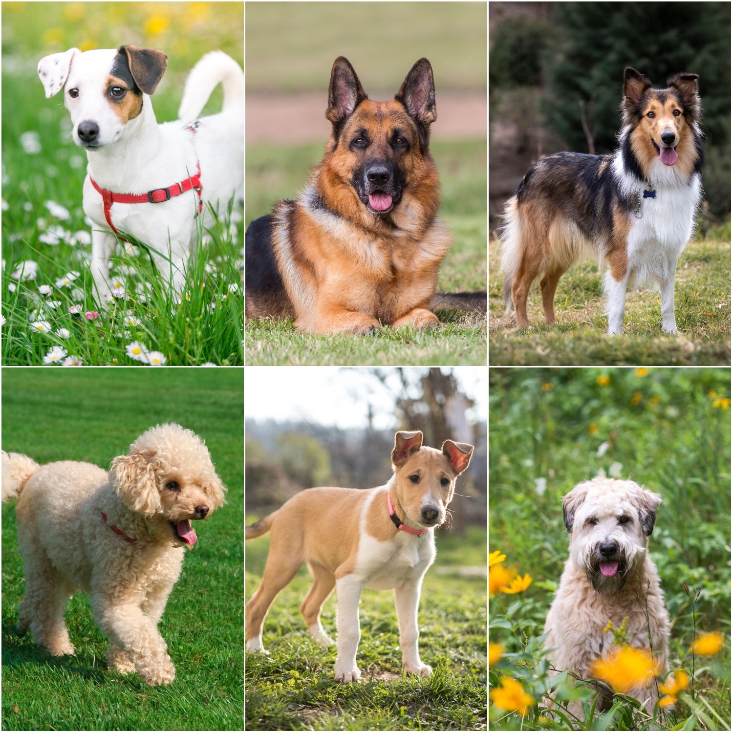 What Are The Dangerous Dog Breeds Uk 